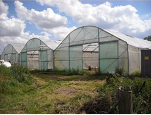 Tunnelfolie EVA AC 0,18 mm - 6,5 meter breed - per m2
